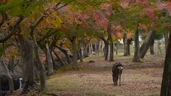 Deer in Nara park, Japan Stock Footage