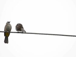 Two birds wet on a wire Stock Footage