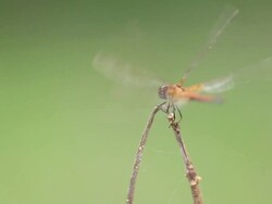 Dragonfly in action Stock Footage