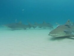 Lemon shark, Negaprion brevirostris, Tiger shark, Galeocerdo cuvier, large group, Bahamas  Stock Footage