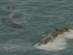 WS SLO MO View of Sea lion laying on rock / Big Sur, California, United States Stock Footage