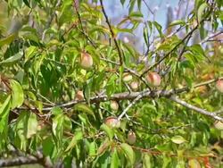 Chinese plum Stock Footage