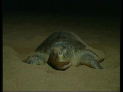 Olive Ridley Sea Turtle (Lepidochelys olivacea) digging hole for eggs Stock Footage
