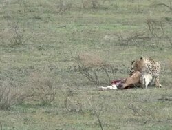 Cheetah Kill Series Stock Footage