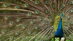 Beautiful Peacock. Stock Footage