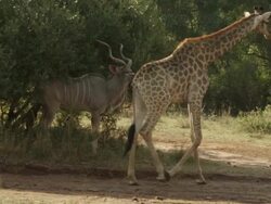 MS Giraffe walking / Johannasburg, South Africa Stock Footage