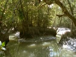 WA Sunlit Mangrove swamp forest, Sunderbans, India Stock Footage