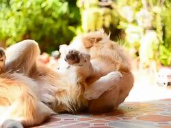 Golden Retriever Dog Scratching His Itchy Skin Stock Footage