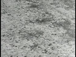 Locusts in Sardinia Instructional Video