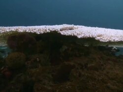 Coral, Mayne Rock, Sabah, Malaysia, Borneo Stock Footage