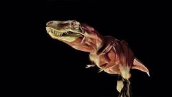 A computer animation illustrates the inner musculature of a running T-Rex. Stock Footage