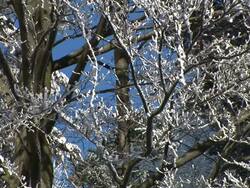 HD: Branches covered in snow. Stock Footage
