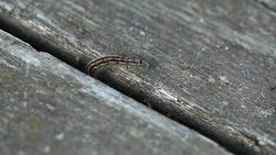 Caterpillar crawls through the gap Stock Footage