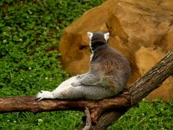 Captive Lemur Stock Footage