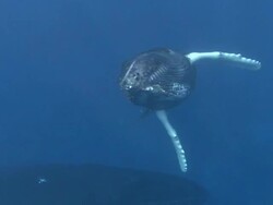 Humpback Whale Stock Footage