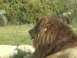 Lion relaxing Stock Footage