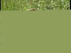 MCU Prairie dog standing on hind legs eating grass Stock Footage