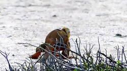 Iguana walking on the sand in Galapagos Stock Footage