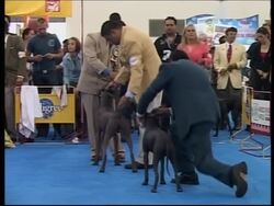 Hairless dogs steal show at 3-day international show News Clip