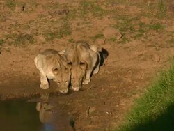 Lion in South Africa 9 Stock Footage