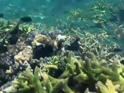 Coral garden 1 Stock Footage