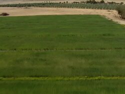 Aerial the Agriculture fields of the Negev, Negev, Israel Stock Footage