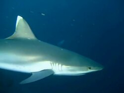 MS Shark Swimming Close Stock Footage