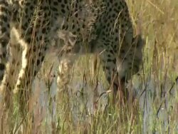 CU Shot of cheetah drinking from floodplain water / Okavango Delta, North-West District, Botswana Stock Footage
