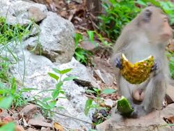 Monkey take watermelon and pineapple Stock Footage