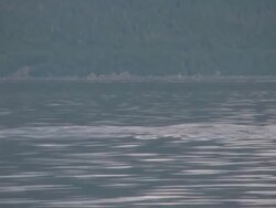 Killer Whales hunting feeding High Definition (HD) saved highest quality. Stock Footage