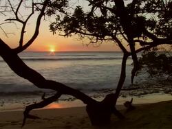 MS View of Sunset on ocean through tree / Ostional Beach, Guanacaste, Costa Rica Stock Footage