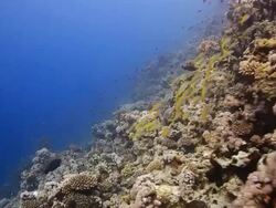 Coral And Fish Stock Footage