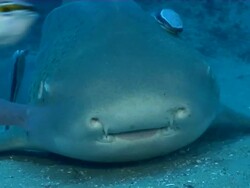 CU Shot of Zebra shark resting on sea floor with remora attaching or swimming / Matola, Maputo, Mozambique Stock Footage