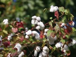 Cotton Field Stock Footage