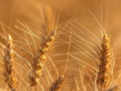 HD Closeup Wheat Before Harvest Stock Footage