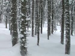 HD STEADYCAM: Winter forest Stock Footage