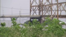 Plants wave in a breeze near a suspension bridge. Stock Footage