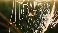 Close-up of dew water droplets on spider web Stock Footage
