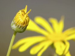 MS R/F Shot of Yellow Namaqualand daisies / Namaqualand, Northern Cape, South Africa Stock Footage