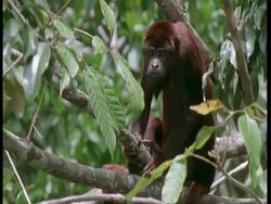 MS Red Howler monkey in tree, grooming lazily, South America Stock Footage