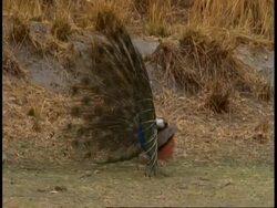 Peacock (Pavo cristatus) courtship, Bandhavgarh National Park, India Stock Footage