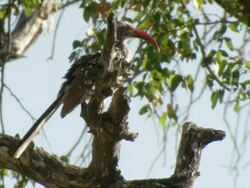 MS Shot of red-billed hornbill perching in tree and preening / Okavango Delta, North-West District, Botswana Stock Footage