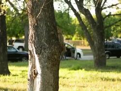 Squirrel climing a tree. Stock Footage
