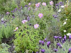 MS Shot of Topped lavender ( Lavendula stoechas ) and Rock rose ( Cistus albidus ) / Saint Florent, Corsica, France Stock Footage