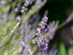 MS SLO MO Shot of two honeybees flying around and feeding on nectar from lavender flowers / Les Mureaux, Yvelines (78), France Stock Footage