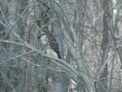 hawk in woods - HD 1080/30F Stock Footage