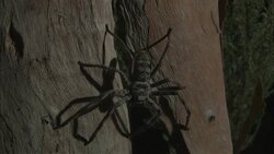 A huntsman spider clings to a tree trunk. Stock Footage