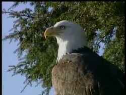 CU bald eagle in profile, Arctic circle Stock Footage
