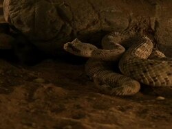 Medium Shot Tilt Down Tilt Up - Sidewinder snake curled among sand and rocks strikes at passing mouse, mouse survives but does not flee / California USA Stock Footage