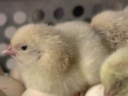 Baby Chicken Stock Footage